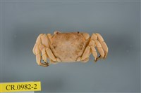 藏品(中型圓方蟹)的圖片